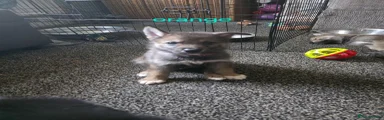 Shepsky Puppy orange