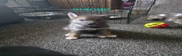 Shepsky dogs for sale: 9 shepsky puppies  - Advert 23