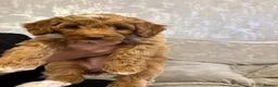 Cockapoo dogs for sale: Toy cockapoos  - Advert 9