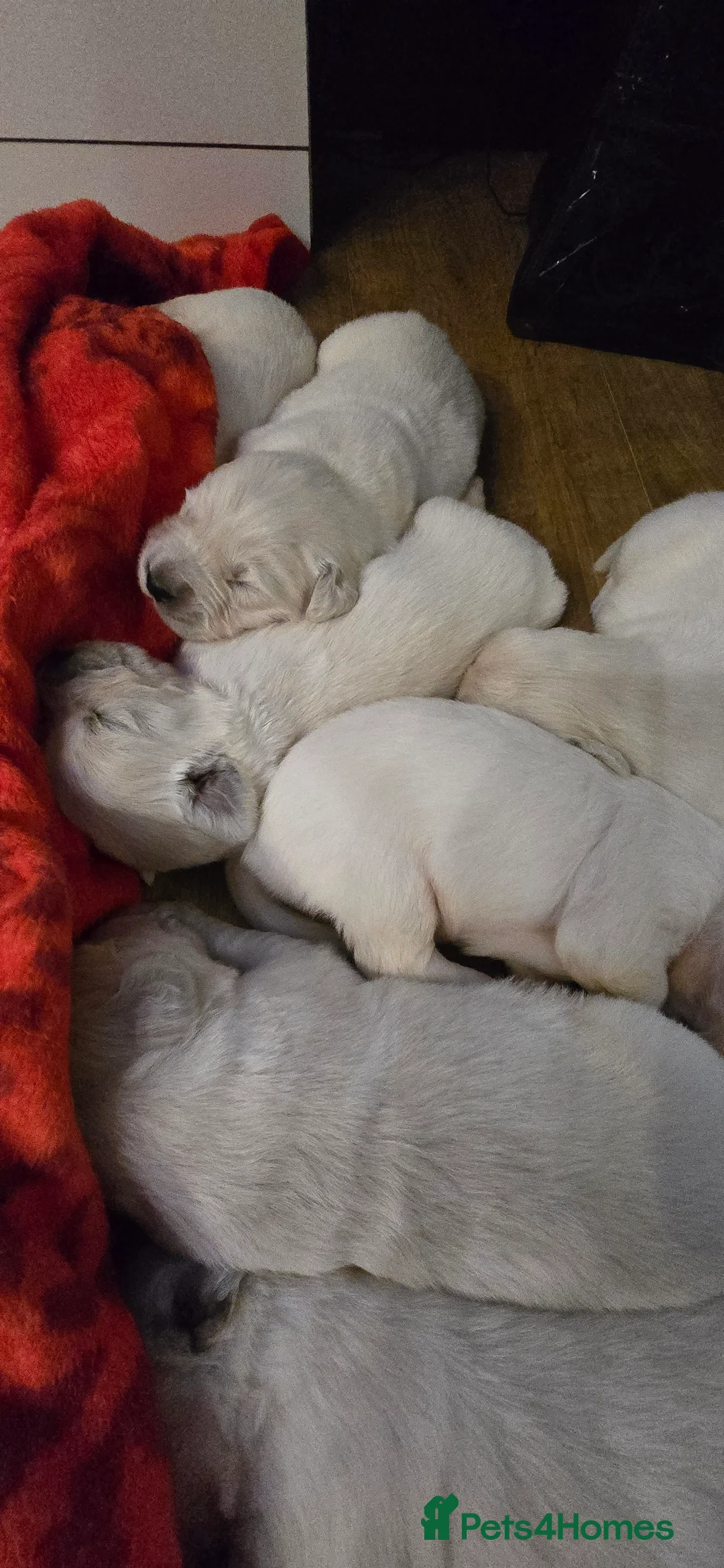 Golden Retriever dogs for sale: Adorable white Golden Retriever - Advert 15