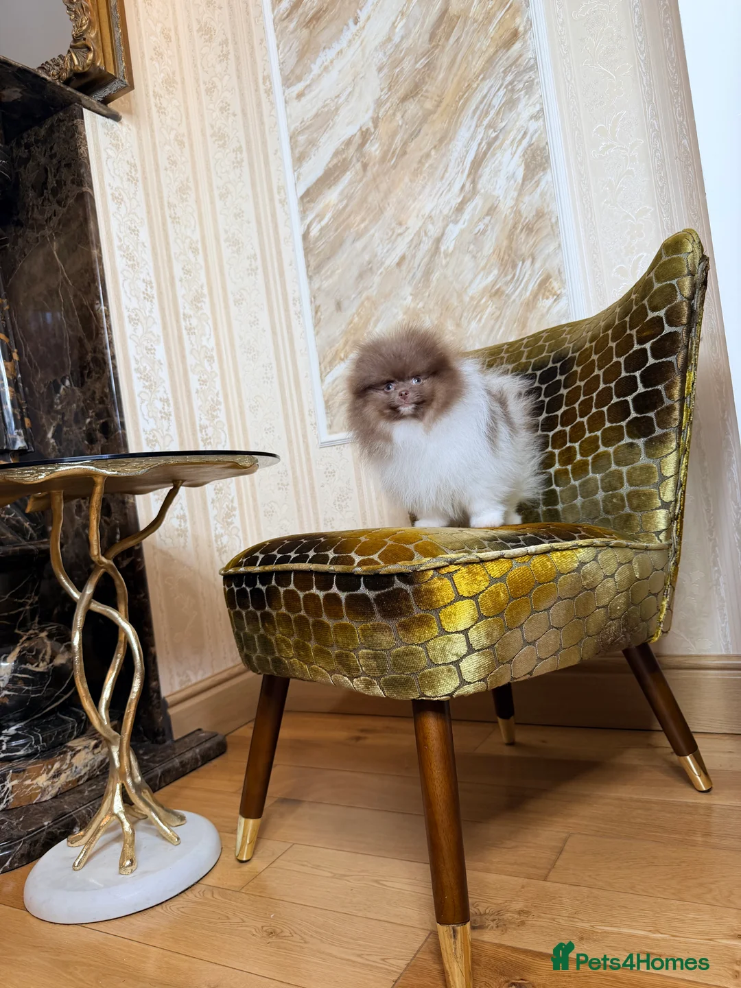 Pomeranian dogs for sale: Exclusive Lilac Party color Pomeranian Boy - Advert 23