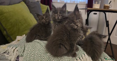 Maine Coon cats - Advert 12