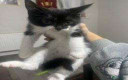 British Shorthair cats for sale: 4 beautiful female kittens  - Image 7