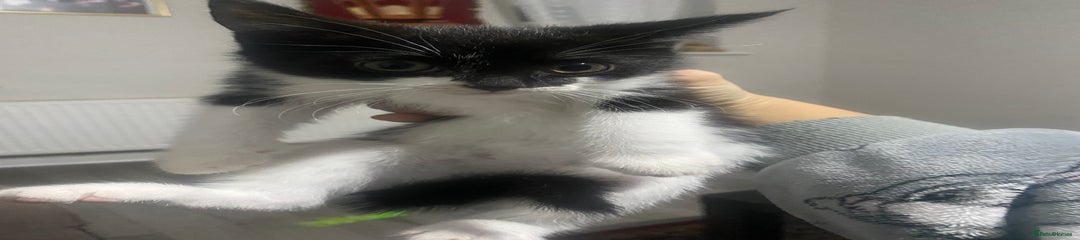 Black and white tux Kitten 4