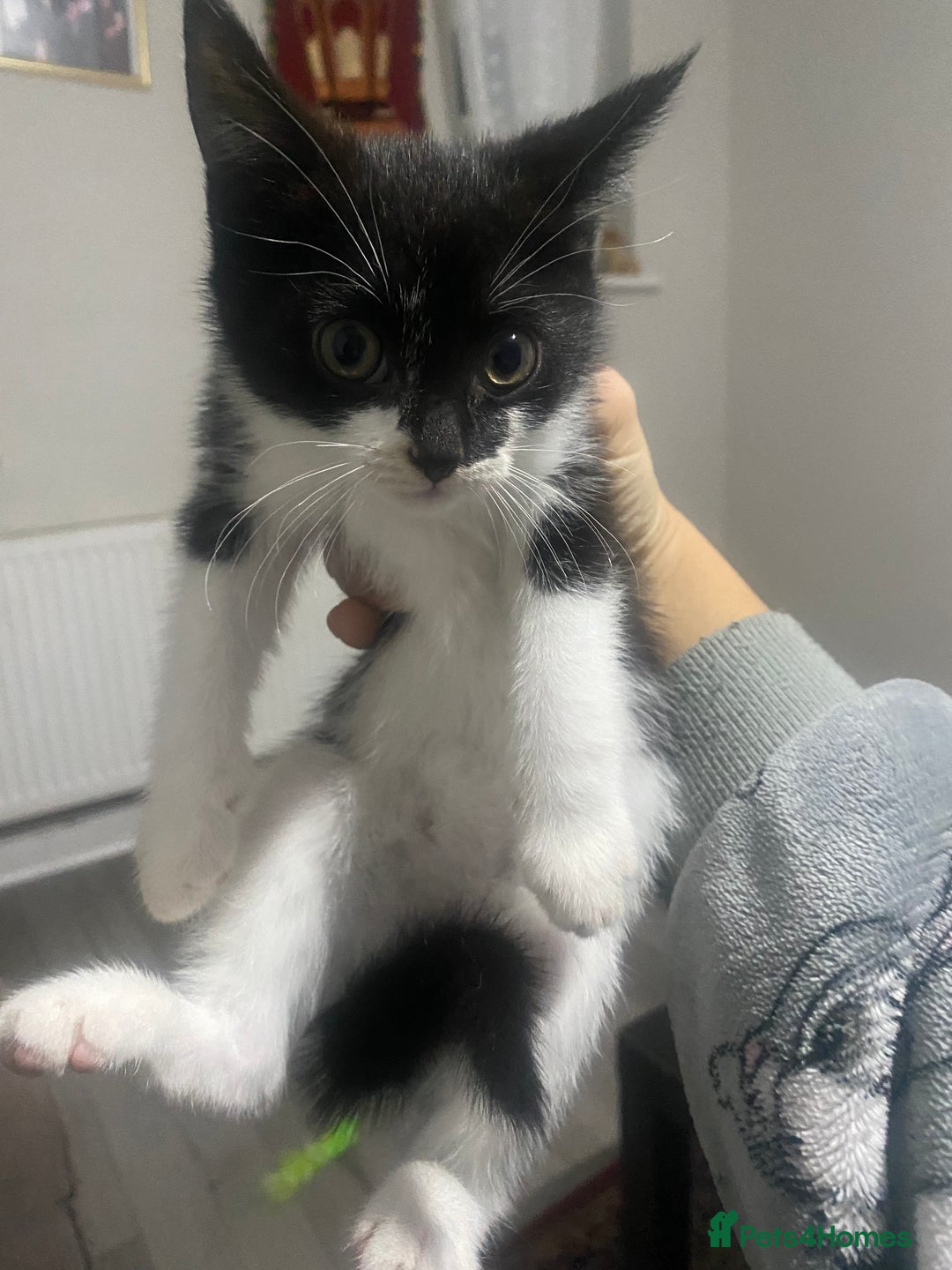 British Shorthair cats for sale: 4 beautiful female kittens  - Image 7