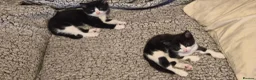 Mixed Breed cats for sale: Kittens for sale  - Advert 7