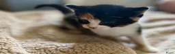 Mixed Breed cats for sale: Cute little kittens  - Advert 3