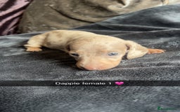 Dachshund dogs for sale: Miniature dachshund  - Advert 10