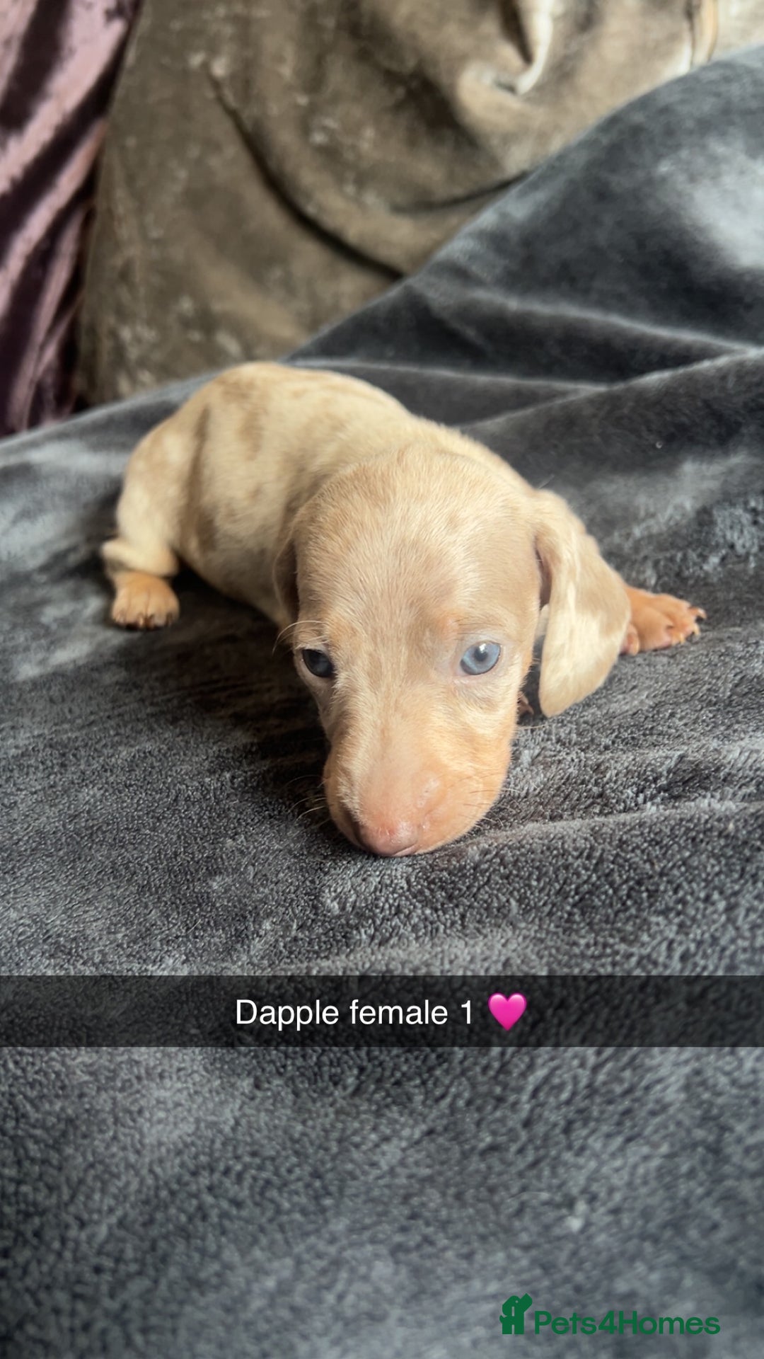 Dachshund dogs for sale: Miniature dachshund  - Advert 10