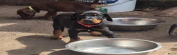 Dobermann dogs for sale: Dobermans Ready to Go. - Advert 10