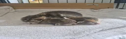 Mixed Breed cats for sale: 3 kittens - Advert 18