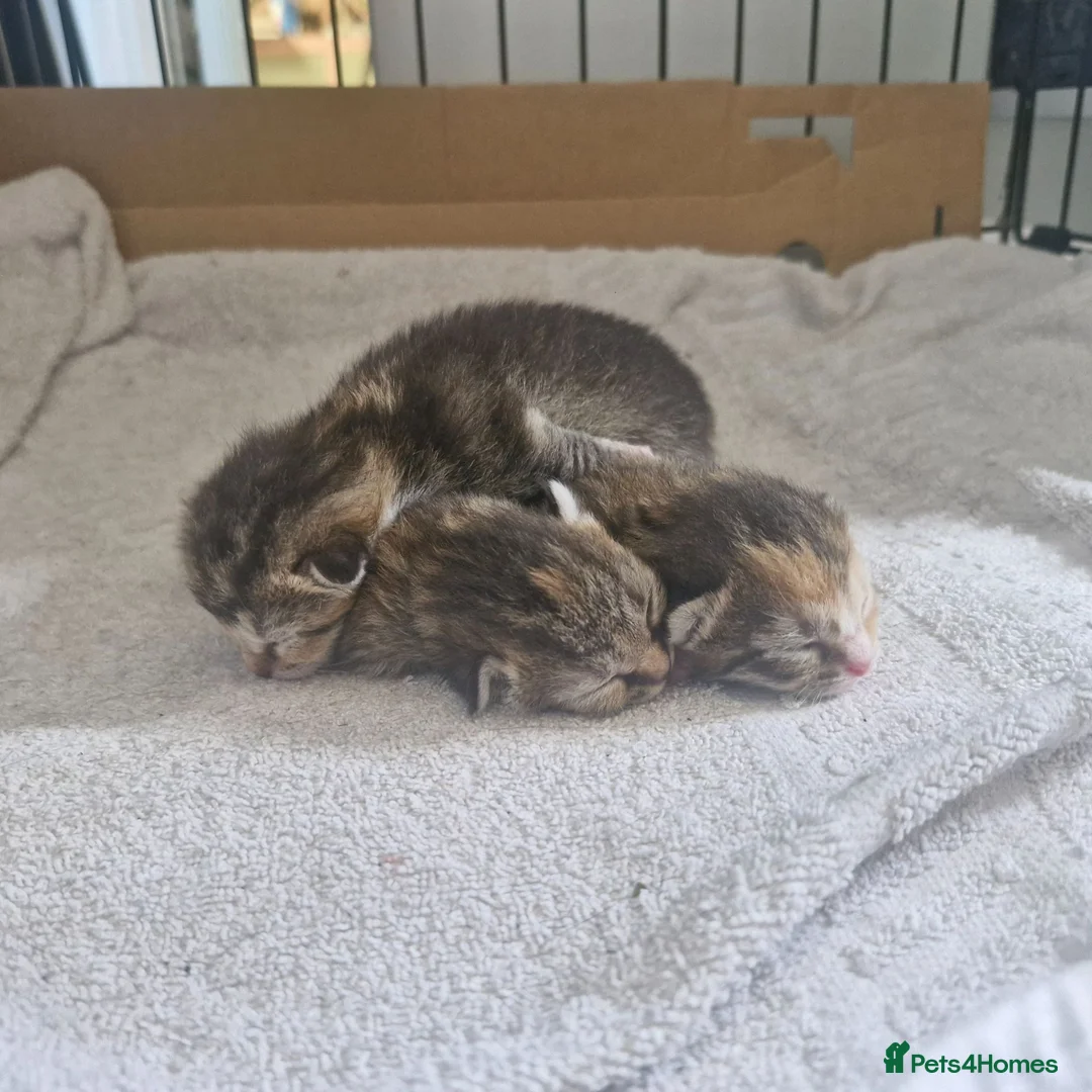 Mixed Breed cats for sale: 3 kittens - Advert 18