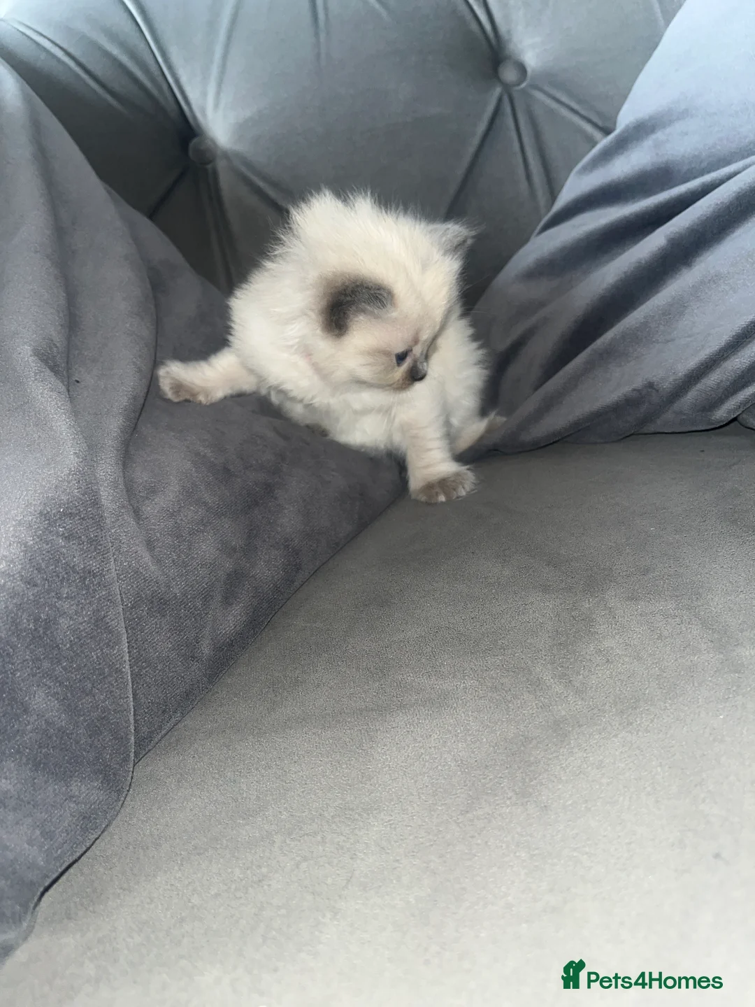 Ragdoll cats for sale: 🌸Ragdoll girls available  - Advert 12