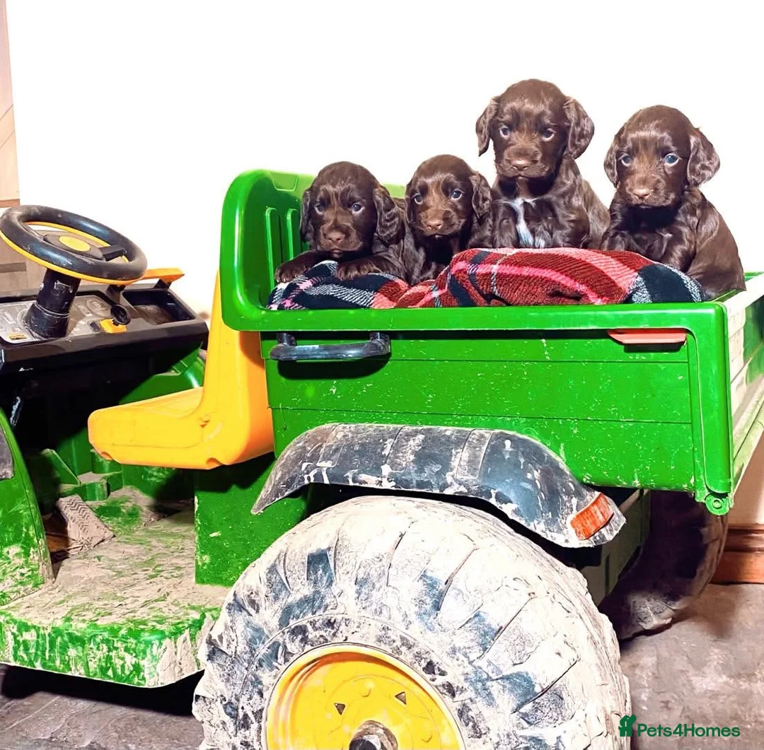 Cocker Spaniel dogs for sale: 2 Cocker Spaniel Dog pups - Advert 7