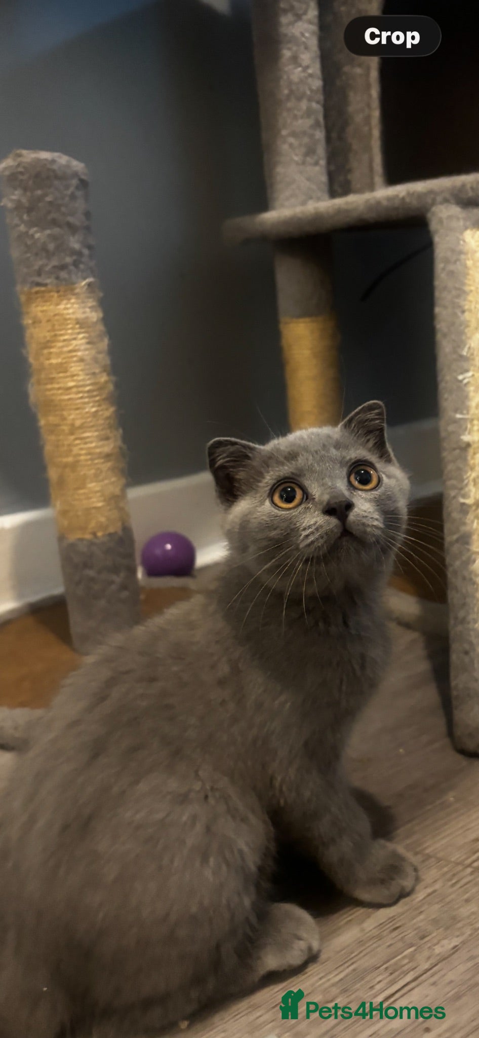 Scottish Fold cats TICA /  Scottish fold x  BSH   - Advert 7