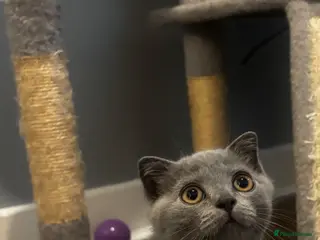 Scottish Fold cats TICA / Scottish fold x BSH - Advert 4