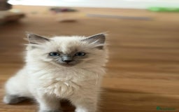 Ragdoll cats for sale: Last Ragdoll Kitten–Affectionate & Ready Now! ✨🐾 - Image 20