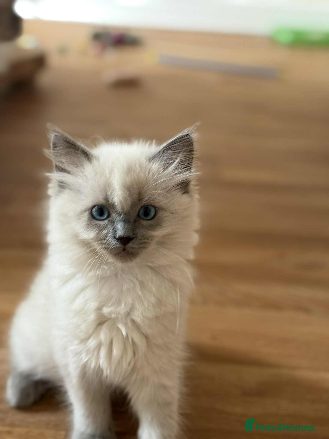 Ragdoll cats for sale: Last Ragdoll Kitten–Affectionate & Ready Now! ✨🐾 - Image 20