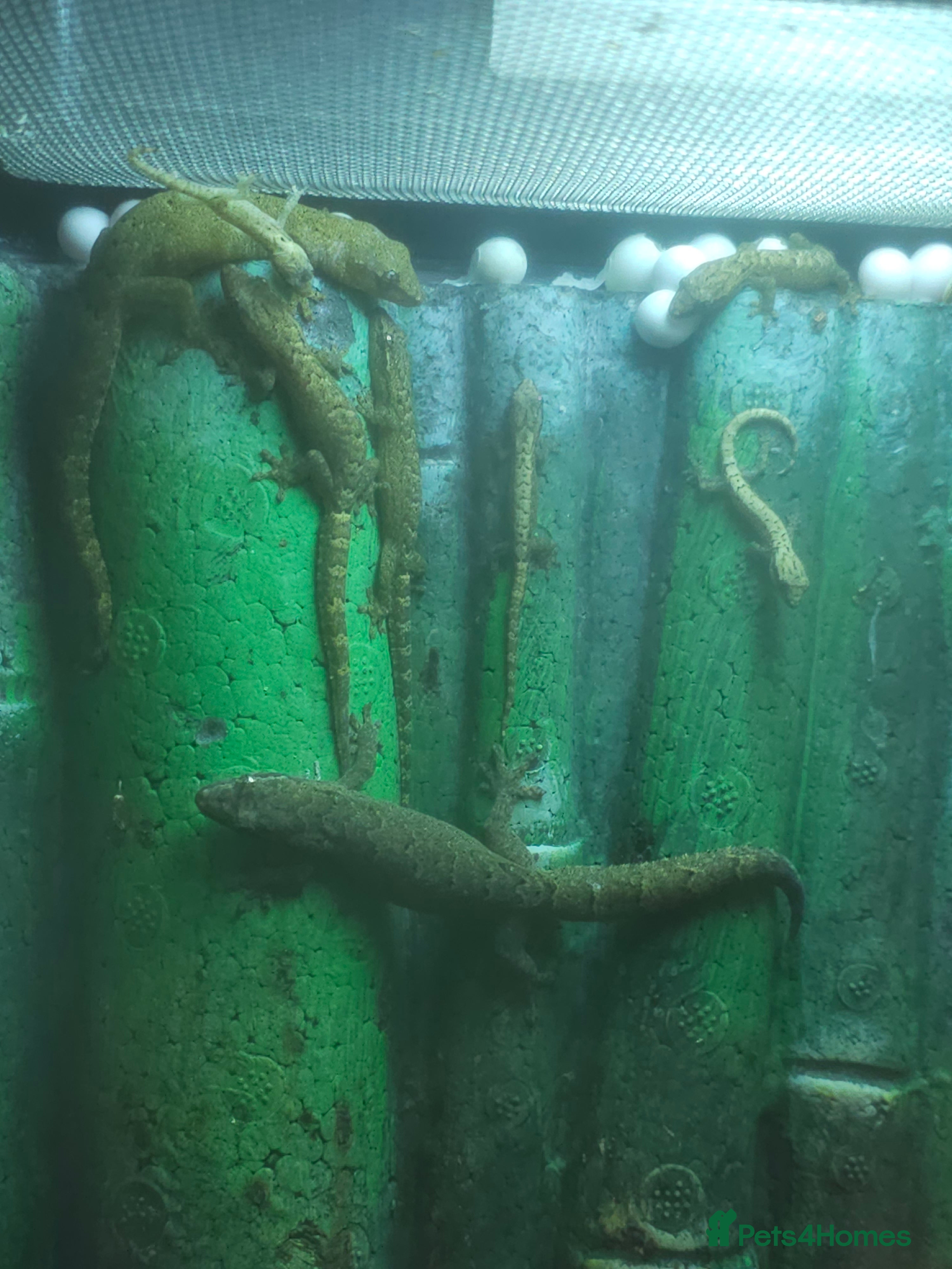 Gecko reptiles Baby mourning geckos for sale  - Advert 14