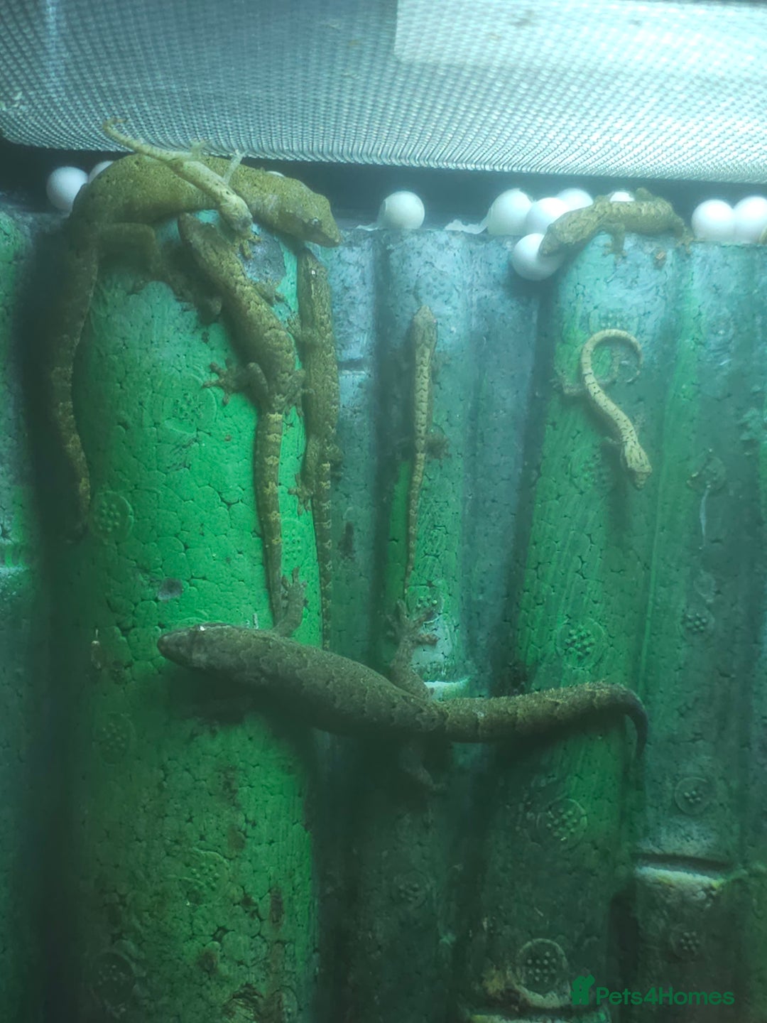 Gecko reptiles for sale: Baby mourning geckos for sale  - Image 1