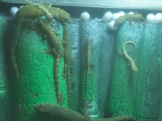 Gecko reptiles - Advert 2