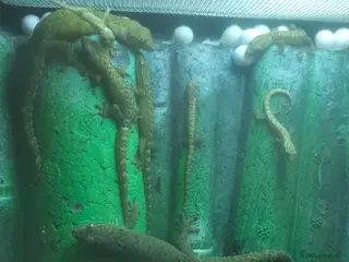 Gecko reptiles Baby mourning geckos for sale - Advert 1