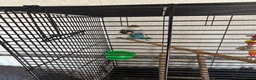 Lovebirds birds for sale: pairs of love birds breeding pairs with cage - Advert 6