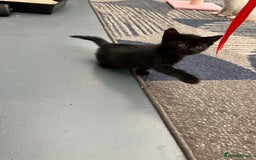 Mixed Breed cats for sale: 2 baby girl kittens for sale  - Image 8