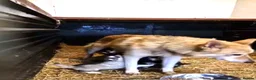Shepsky dogs for sale: German Shepherd cross Husky Puppies  - Advert 8
