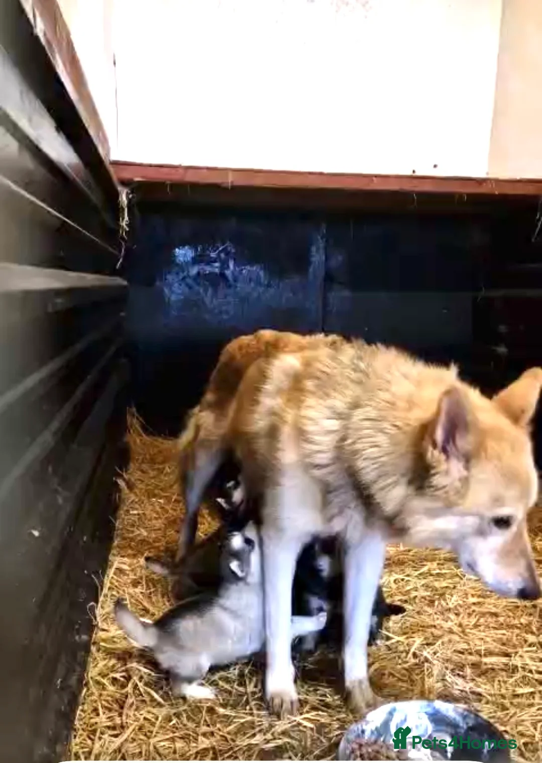 Shepsky dogs for sale: German Shepherd cross Husky Puppies  - Advert 8