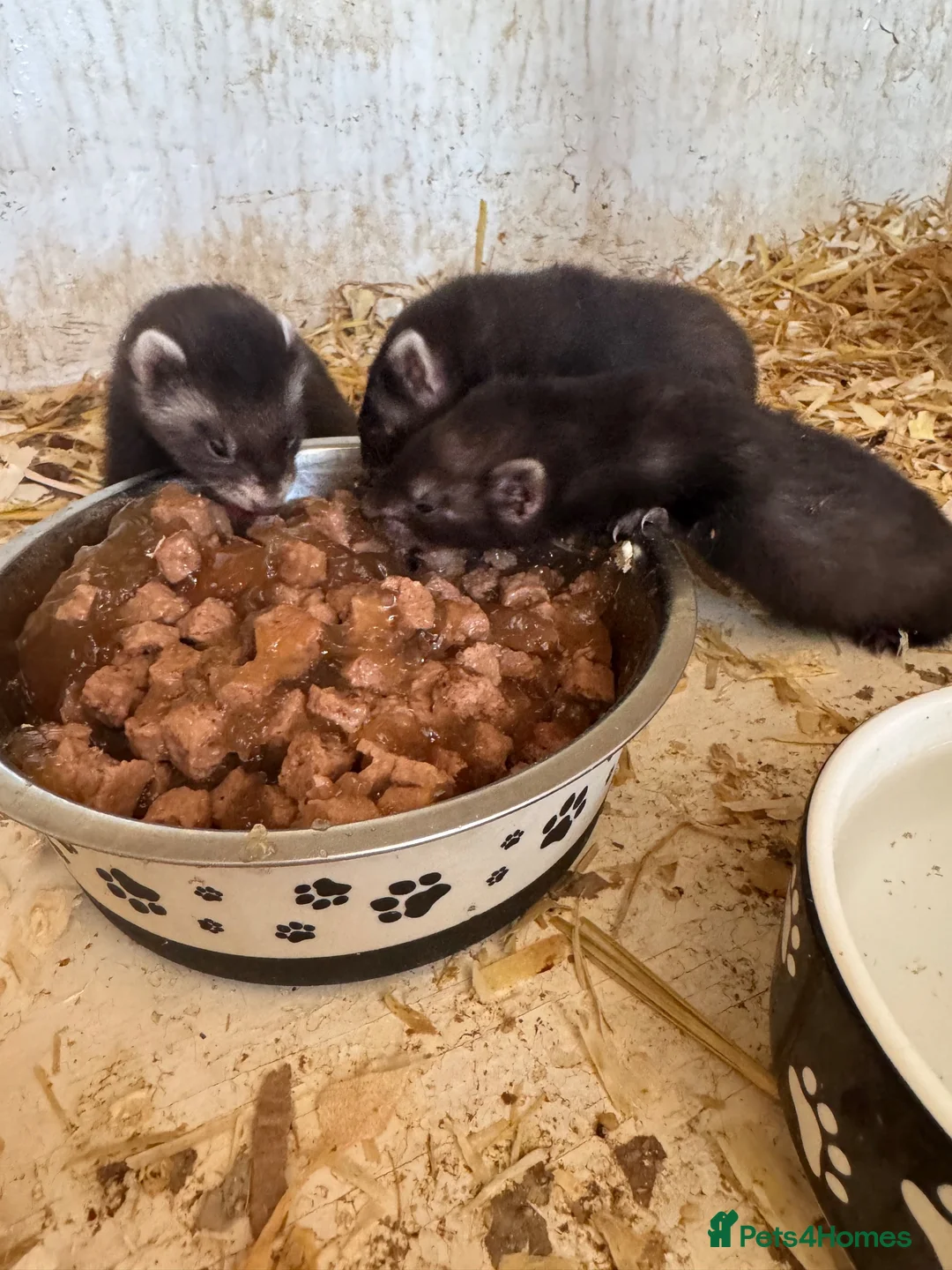 Ferret rodents for sale: Black ferrets  - Advert 2