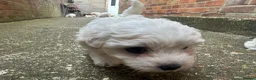 Maltese dogs for sale: Maltase in Corby - Advert 5