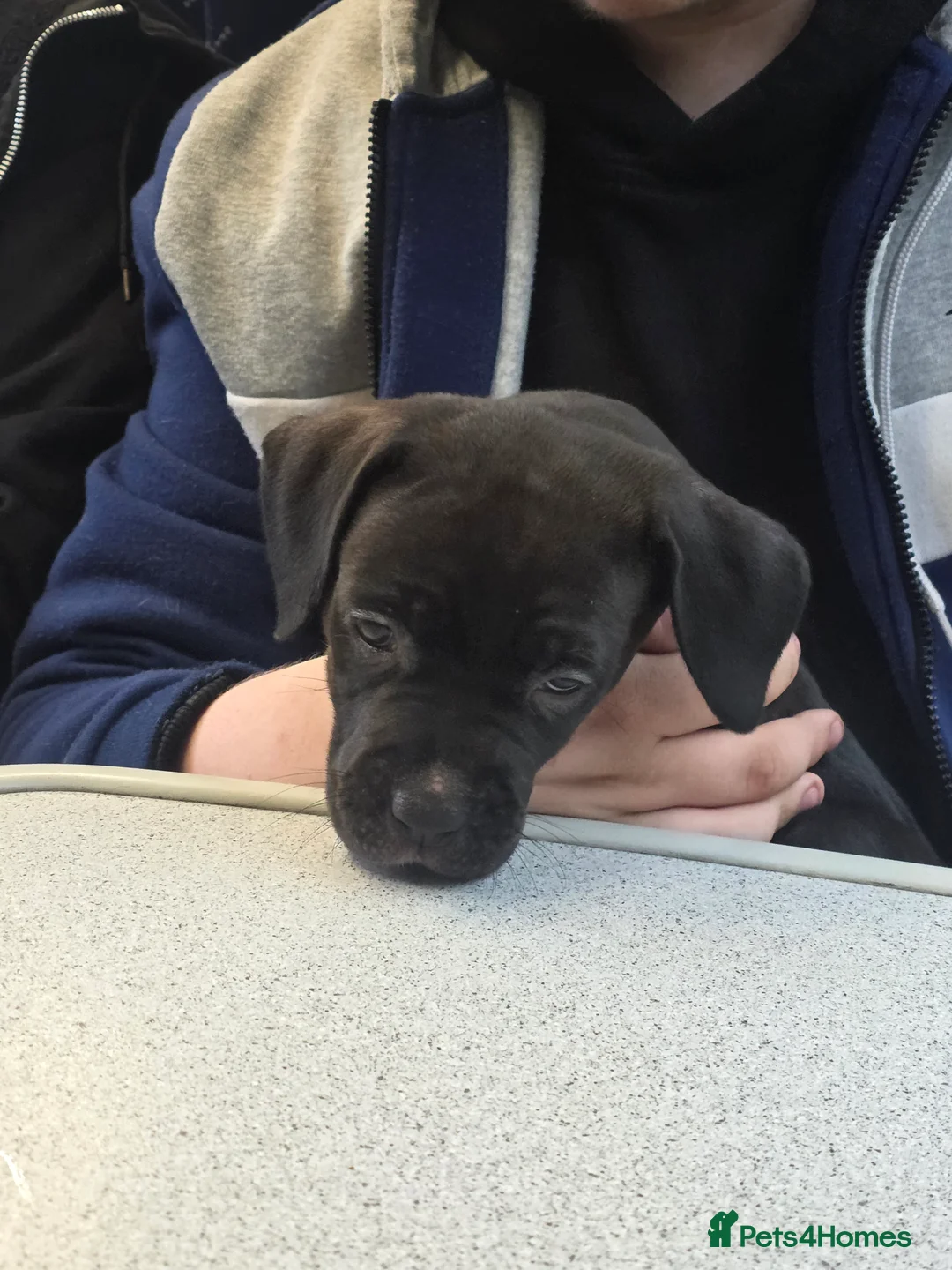 Mixed Breed dogs for sale: Alapaha blue blood bulldog puppy  - Advert 2