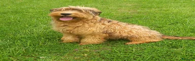  Puppy 2