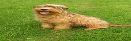 Briard dogs for sale: Top class puppies - Advert 5