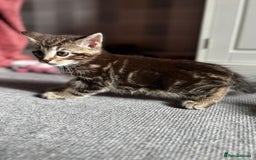 Mixed Breed cats for sale: Gorgeous mixed mainecoon kitten  - Image 7