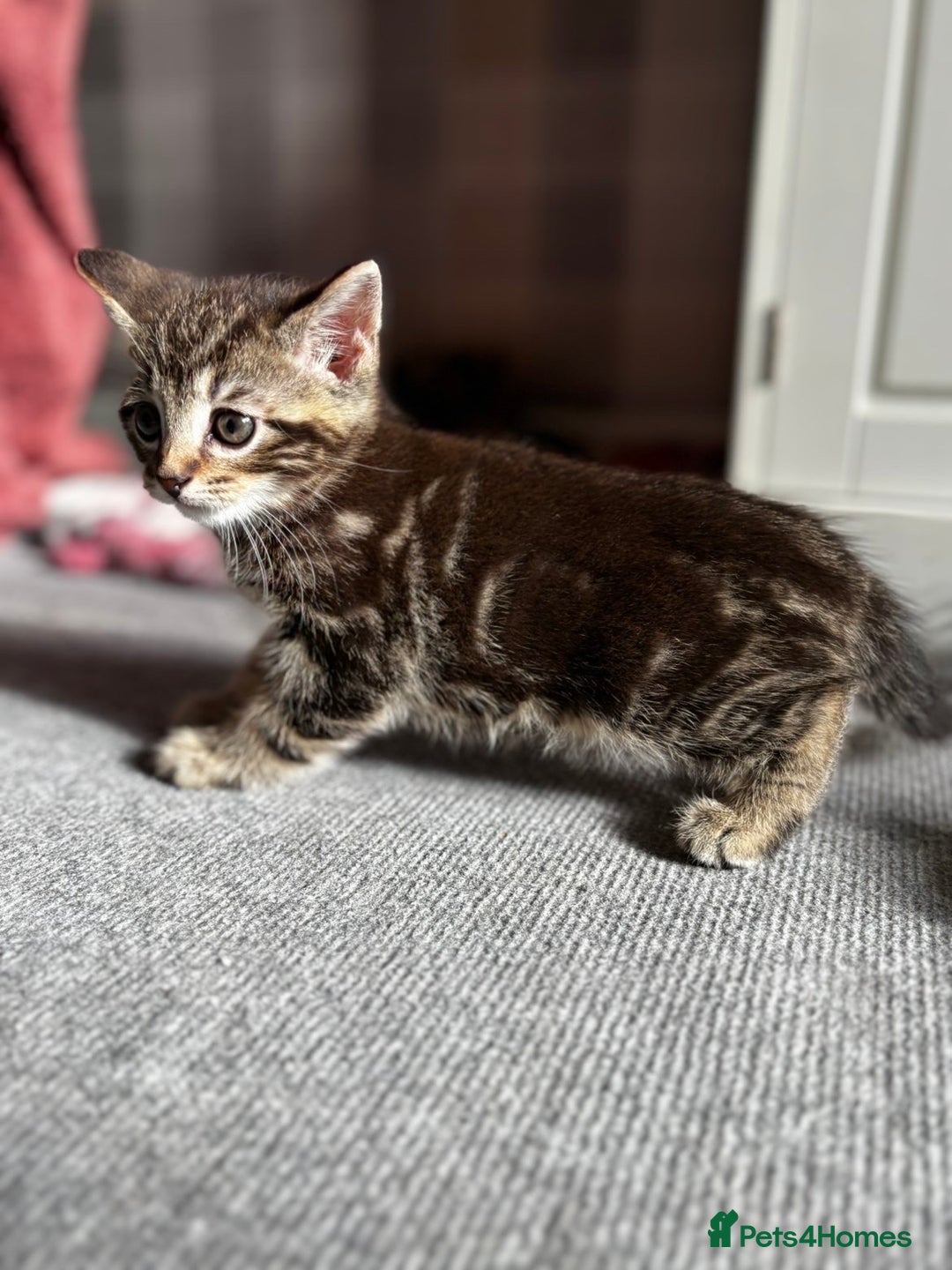 Mixed Breed cats for sale: Gorgeous mixed mainecoon kitten  - Image 7