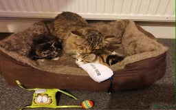Maine Coon cats for sale: Adorable kitten mixt Maine Coon - Image 5