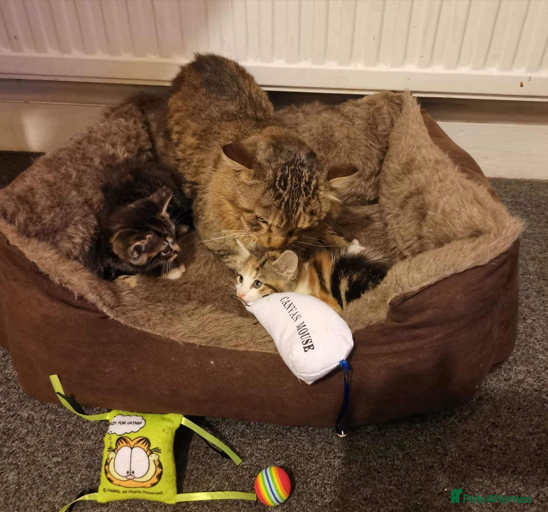 Maine Coon cats for sale: Adorable kitten mixt Maine Coon - Image 5