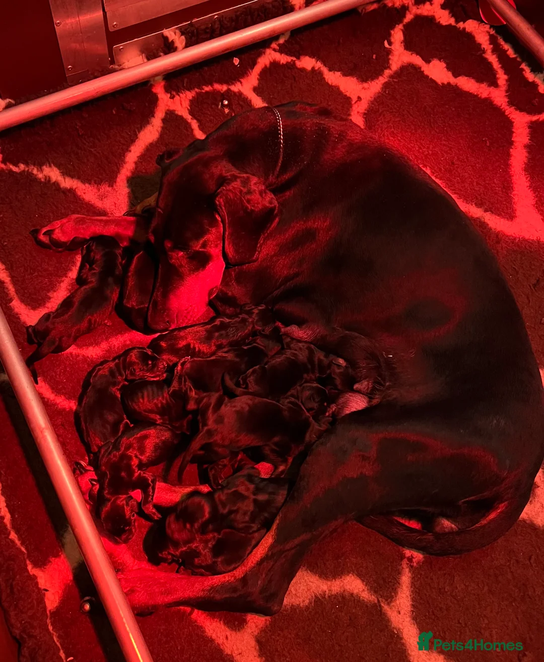 Dobermann dogs for sale: Cezarblue European 12 Week Female Doberman ⭐️  in Petersfield - Advert 2