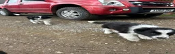 Border Collie dogs for sale: 2 border collie Pups- Ready to go now! - Advert 6
