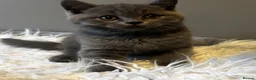 British Longhair cats for sale: **Only 2 Remaining! GCCF British LH/SH Kittens ** - Advert 6