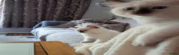 Ragdoll cats for sale: 5 ragdolls ready for their forever home - Advert 26