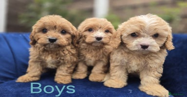 Cavapoo dogs - Advert 7