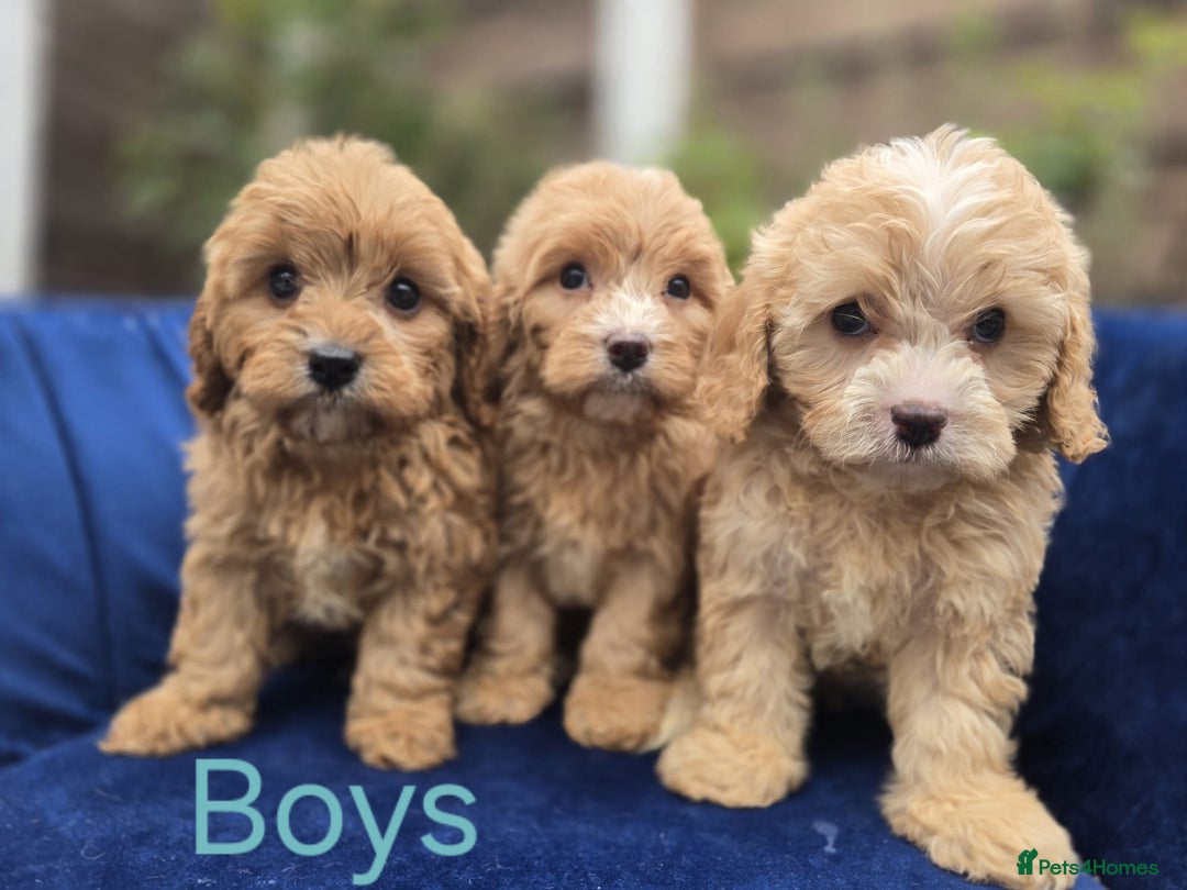 Cavapoo Puppies for sale in Birkenhead, Merseyside Pets4Homes