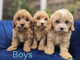 Cavapoo dogs - Advert 7