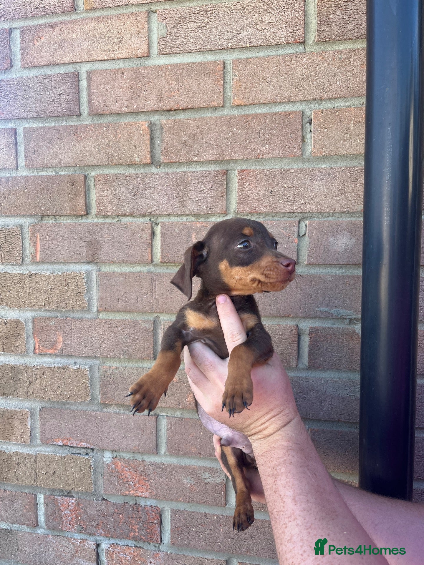 Dachshund dogs 1 jack Russel x dashound 1 left boy - Advert 2