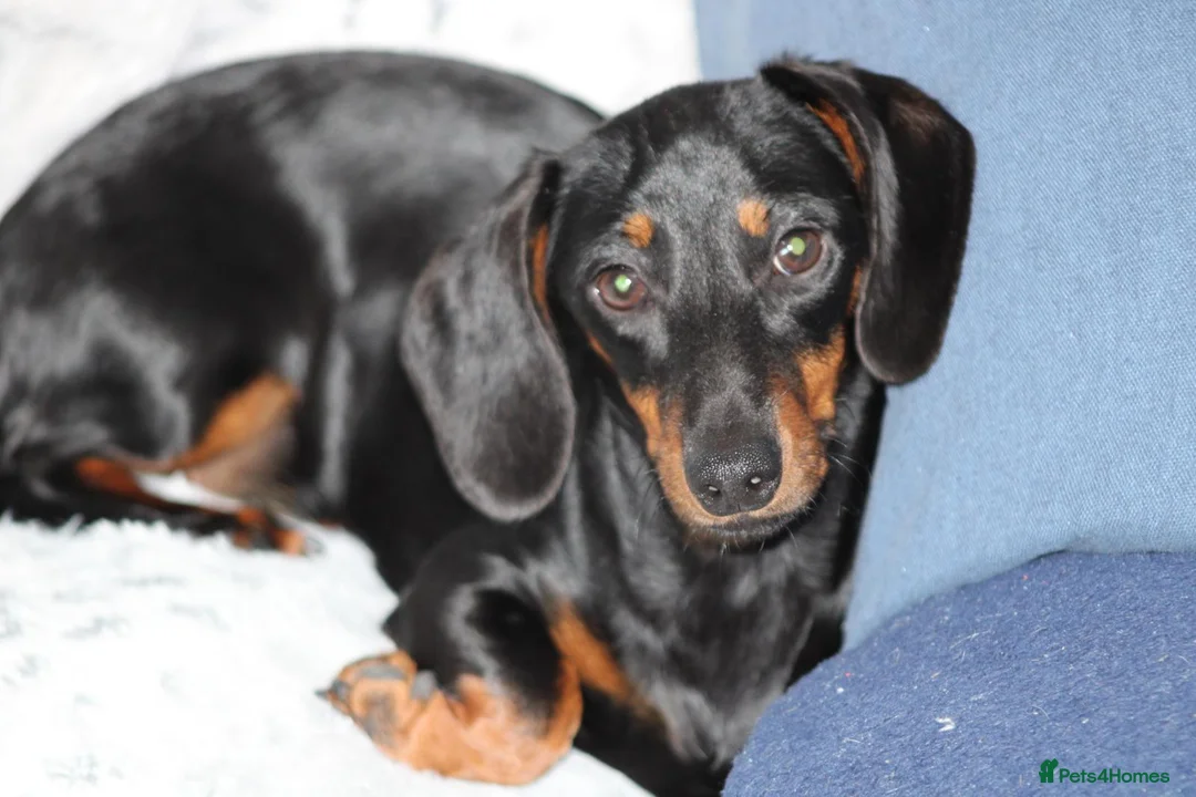 Miniature Dachshund dogs for sale: Miniature dachshund  - Advert 4
