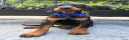 Dobermann dogs for sale: *KC REGISTERED* HEALTH TESTED DOBERMAN PUPPIES - Advert 19