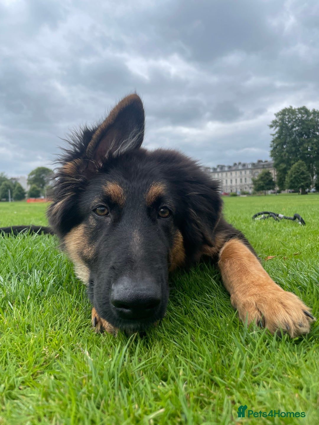 Mixed Breed dogs for sale: German Shepard/collie - Image 6